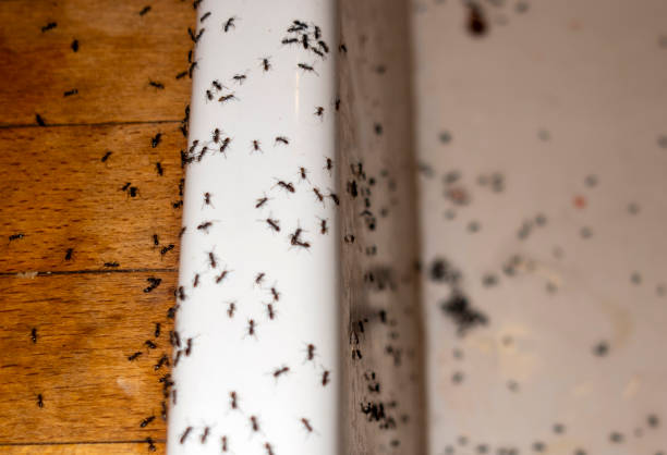 Best Mosquito Control Services  in Pinson, AL